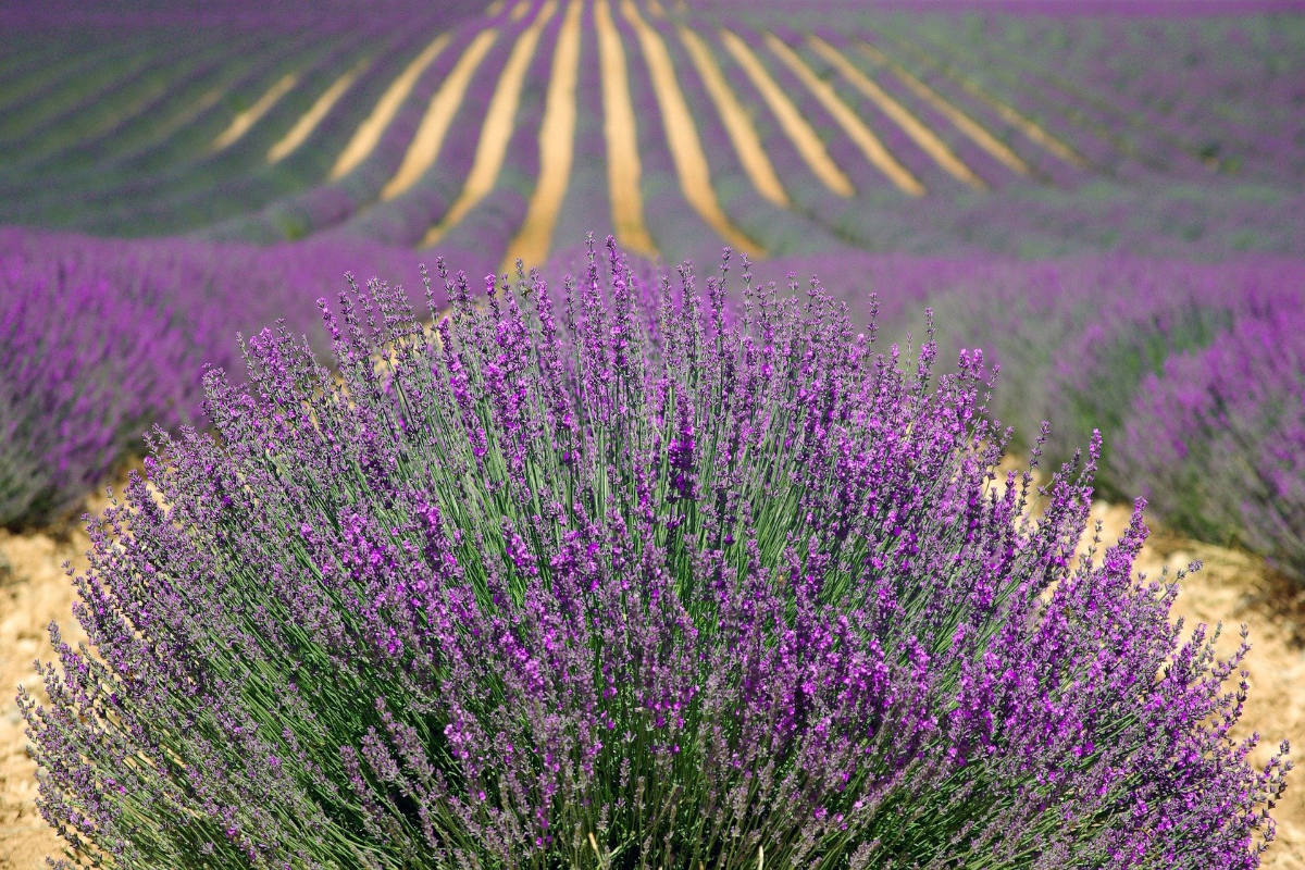 Provence